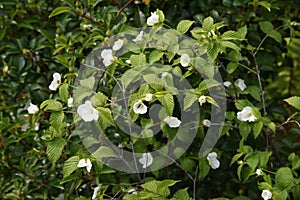 Rhodotypos scandens Jet bead blossoms photo