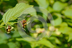 Rhodotypos scandens plant