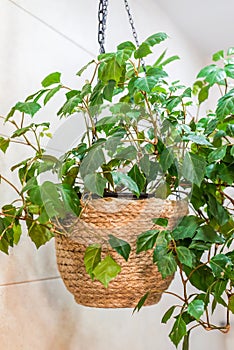 Rhoicissus plant in hanging flower pot on a chain indoors