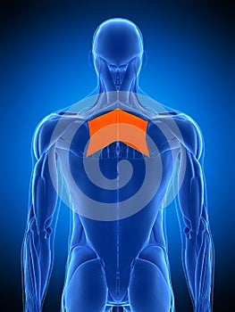 The rhomboid major