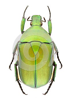 Rhomborrhina unicolor