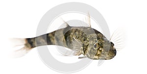 Rhone streber fish against white background photo