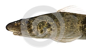 Rhone streber fish against white background