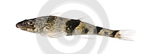 Rhone streber fish against white background