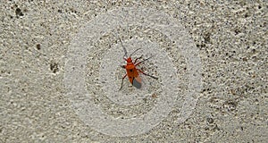 Rhopalidae Bug