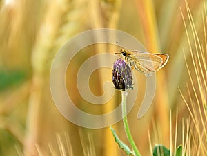 Rhopalocera Butterfly on creeping thistle bulb, Cirsium arvense photo