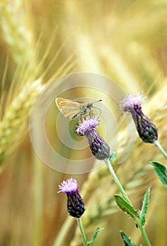 Rhopalocera Butterfly on flowering creeping thistle, Cirsium arvense