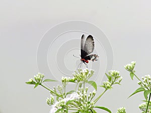 Rhopalocera butterfly nectaring flower