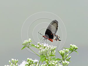 Rhopalocera butterfly nectaring flower closeup