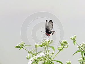 Rhopalocera butterfly nectaring flower insect closeup ecosystem