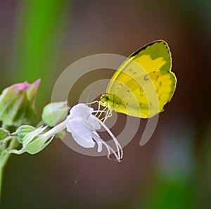 Rhopalocera  butterfly  stunning view