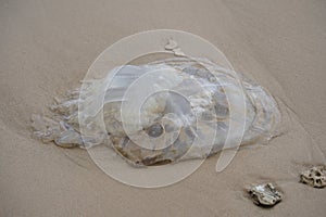 Rhopilema nomadica jellyfish at the Mediterranean seacoast.