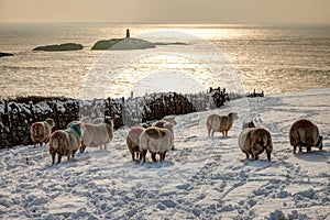 Rhoscolyn in winter
