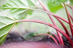 Rhubarb