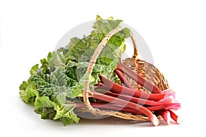 Rhubarb