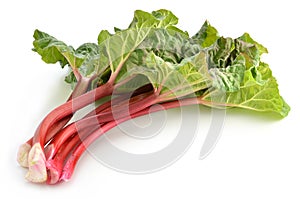 Rhubarb