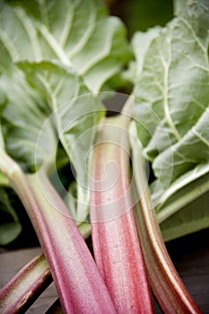 Rhubarb