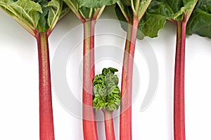 Rhubarb bunch isolated
