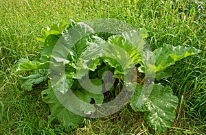 rhubarb bush, Rhubarb bush growing in the garden, Rhubarb stalks with large leaves containing oxalic acid