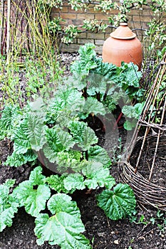 Rhubarb With a Clay Forcing Pot