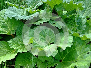 Rhubarb close up