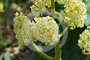 Rhubarb flower