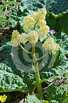 Rhubarb flower wild and natural