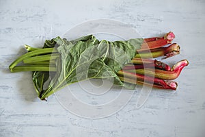 Rhubarb fresh stalks bundle