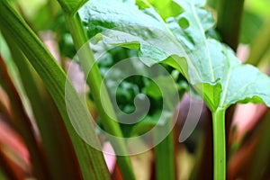 Rhubarb in the garden