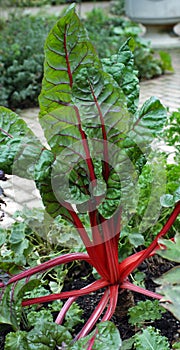 Rhubarb in the Garden