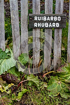 Rhubarb growing next to wooden fence, with sign identifying it i photo