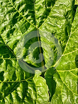 Rhubarb Leaf