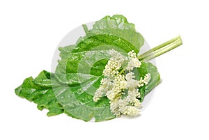 Rhubarb leaves and blooms isolated on white background