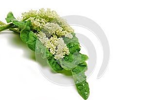 Rhubarb leaves and blooms isolated on white background