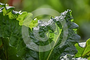 Rhubarb Leaves in Early Spring Uncurling