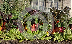 Rhubarb and lettuce