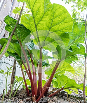 Rhubarb plant in the garden. Close up photo