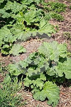 Rhubarb plant growing at spring