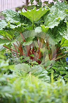 Rhubarb plant (Rheum rhabarbarum) in the garden