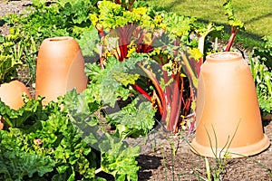 Rhubarb with Pottery Forcers