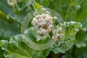 Rhubarb Rheum rhabarbarum