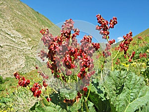 Rhubarb seeds against the blue sky