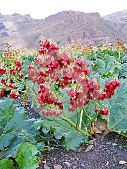 Rhubarb seeds in Alborz mountains