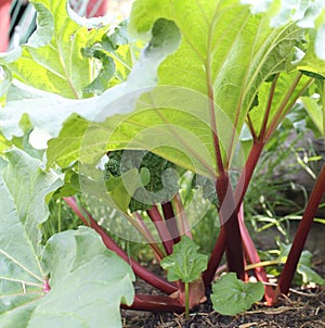 Rhubarb Spring Growth