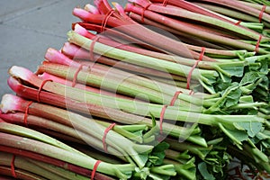 Rhubarb photo