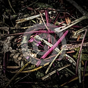 Rhubarb Stems on a Compost Heap