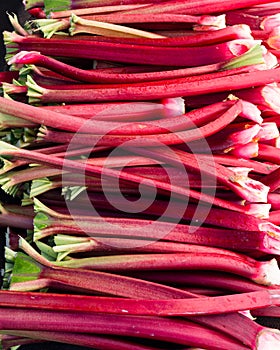 Rhubarb stems harvested ready to eat