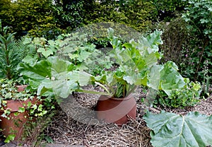 Rhubarb in terra cotta pot