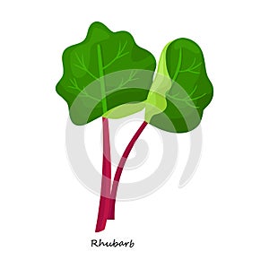 Rhubarb vector icon.Cartoon vector icon isolated on white background rhubarb.