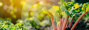 Rhubarb vegetable edible stalks on the garden. Close up. Copy space for text. Blurred background. Banner slider template